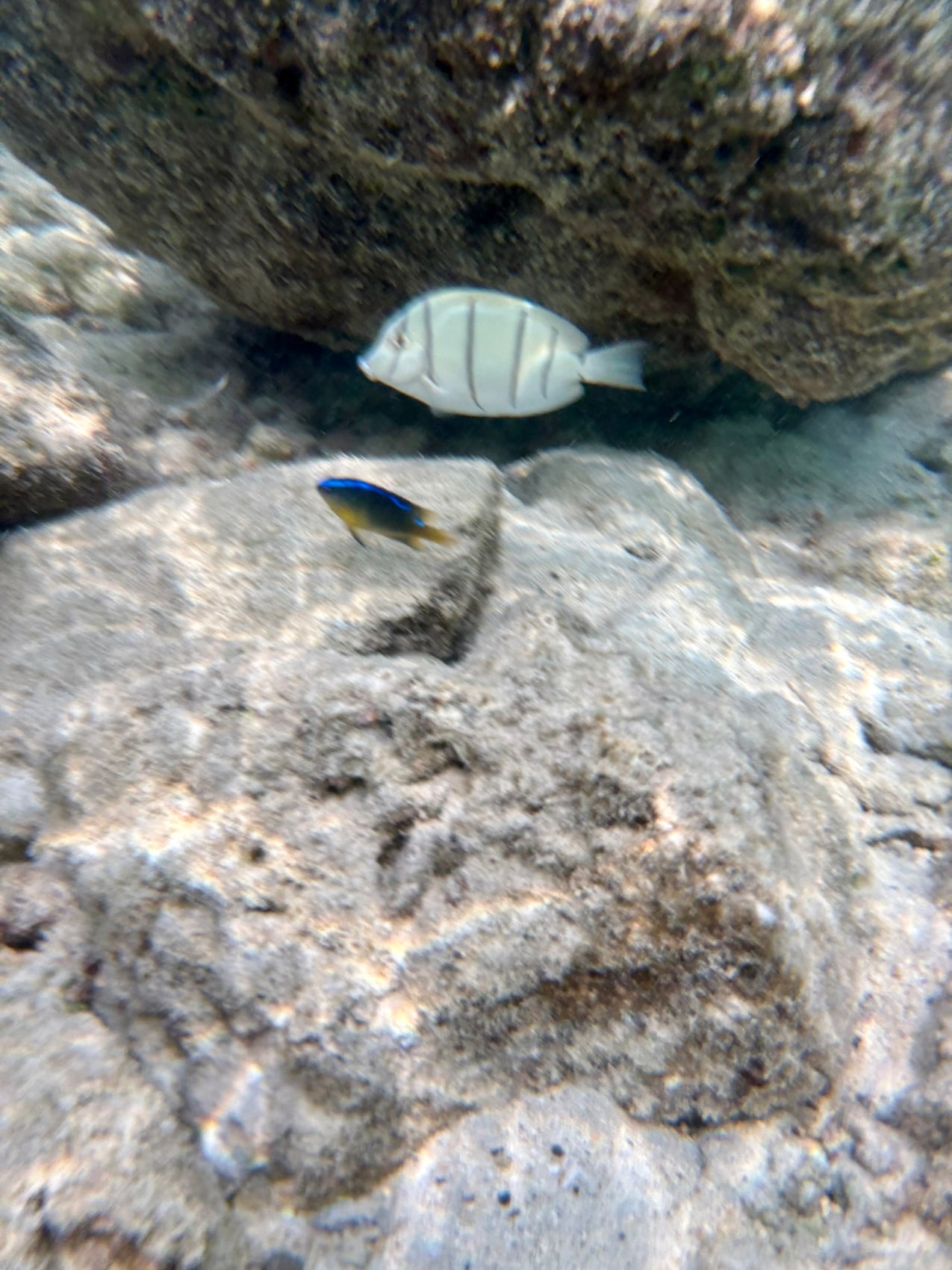 シュノーケリングでは、色鮮やかな魚にも出会えました。
