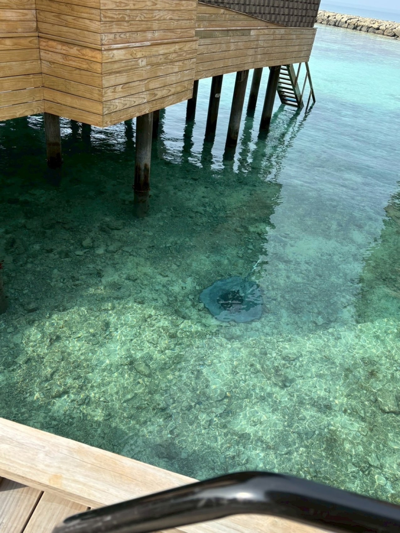 桟橋の下を泳いでいたエイ。透明な海だから、上からでも姿が見えます。