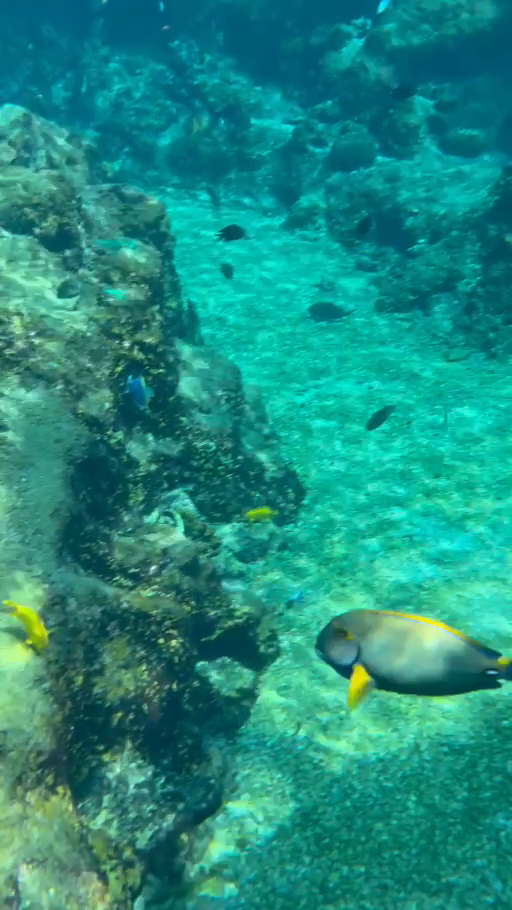 レインボーリーフで見た魚たち